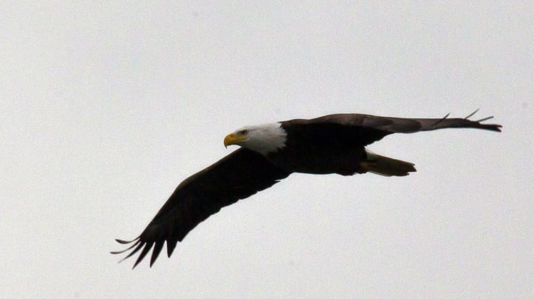 A bald eagle flies over Hempstead Lake on Dec. 26,...