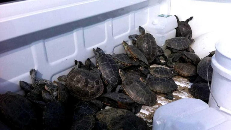 A number of turtles were picked up by the Port...