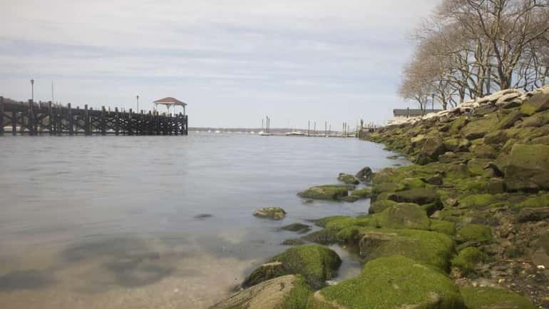 A harmful algae bloom has been discovered in Northport Harbor....