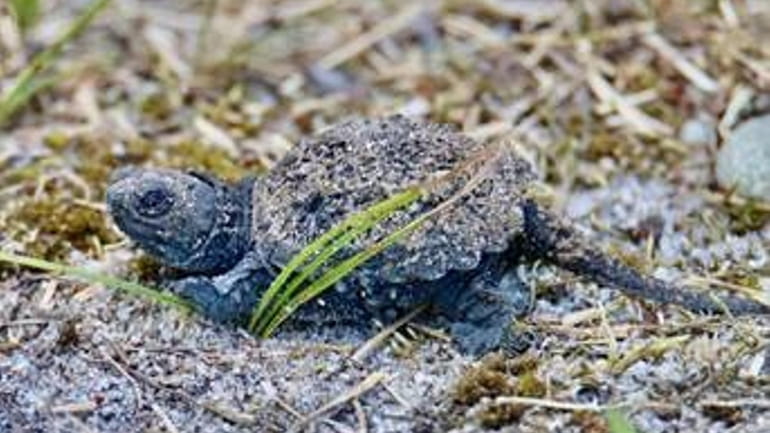One of 10 surviving baby snapping turtles found by Bayport resident...