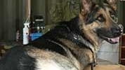 With training, 2 dogs smelled urine samples and detected tumors...