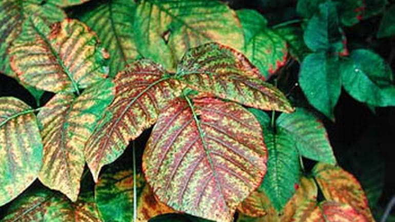 Poison ivy turns yellow, red and orange in the autumn.