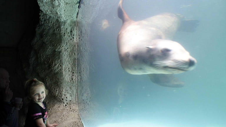 Long Island Aquarium and Exhibition Center in Riverhead has sea lion...