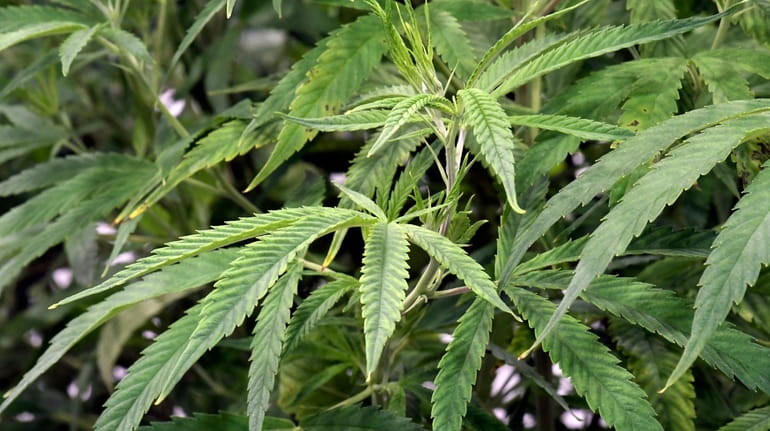 Medical marijuana plants at a medical cannabis cultivation and processing...