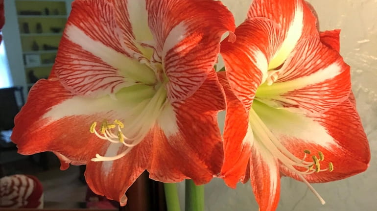 The common species of holiday amaryllis is a tropical plant...