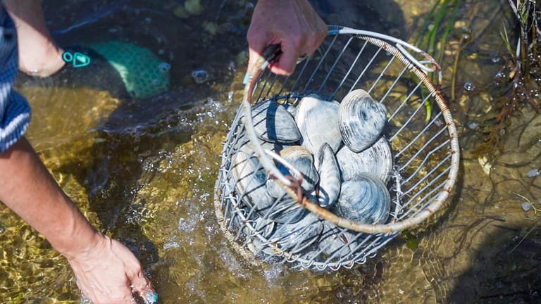 Clams get a quick rinse before grilling.