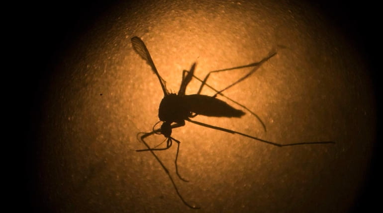 An Aedes aegypti mosquito, known to carry the Zika virus,...