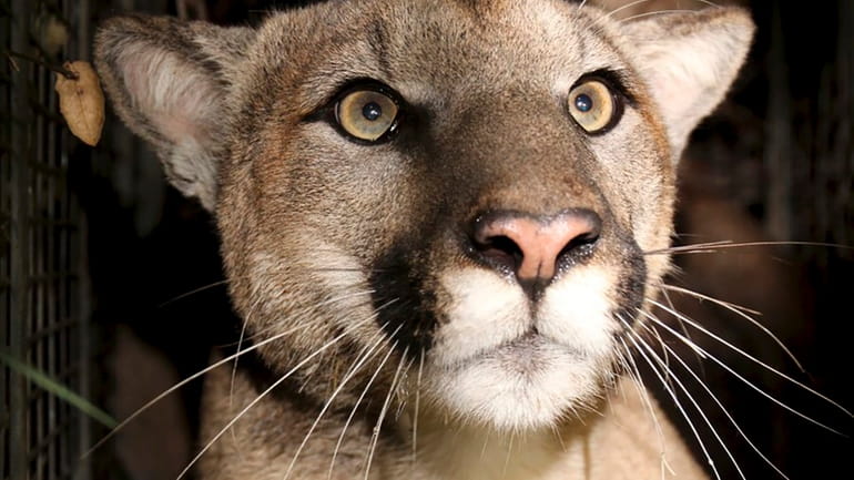 This photo provided by the National Park Service shows cougar...