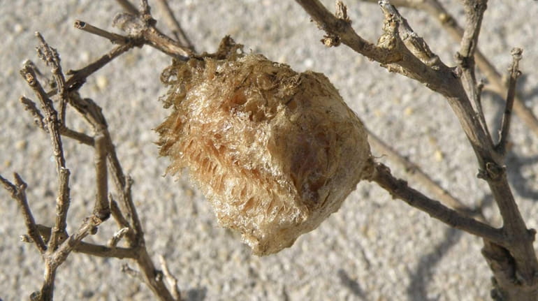 A praying mantis egg case clings to a dead boxwood...