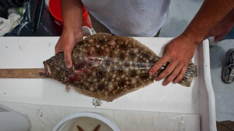 A caught fluke is measured to see if it is...