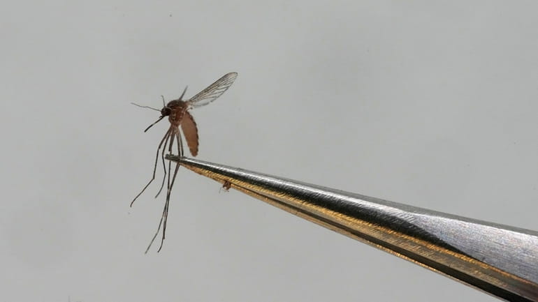 A Culex tarsalis mosquito is shown at the Salt Lake...