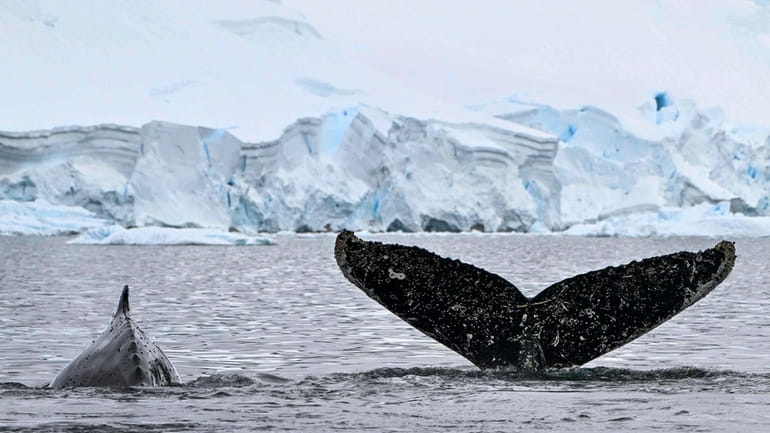 A new study of 23 whale species helps answer the...