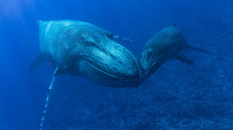 This photo provided by Samuel Lam shows a humpback whale...