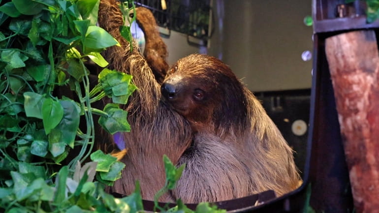 A sloth at Sloth Encounters in Hauppauge last year.