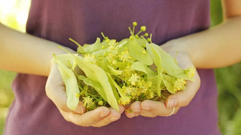 Linden leaves are chock-full of antioxidants and ingredients that help...