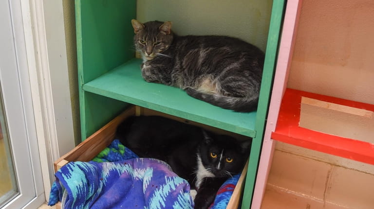Two of the final cats at Pets4Luv Foundation at the...