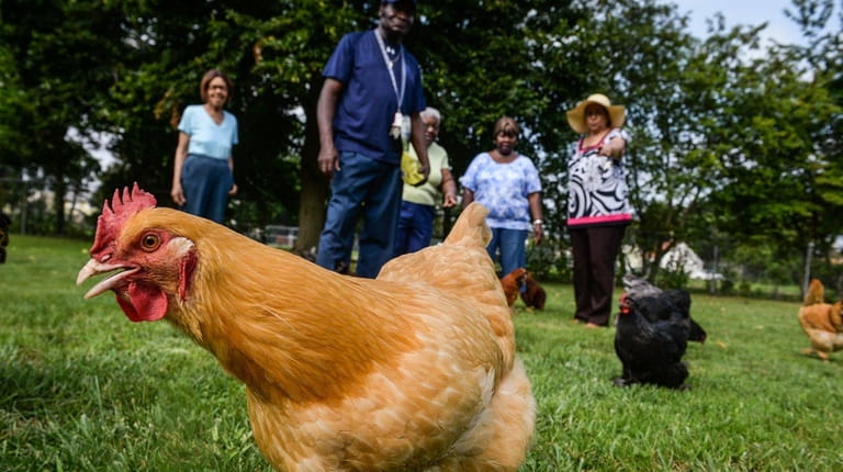 A friendly Buff Orpington chicken says hello as residents visit...