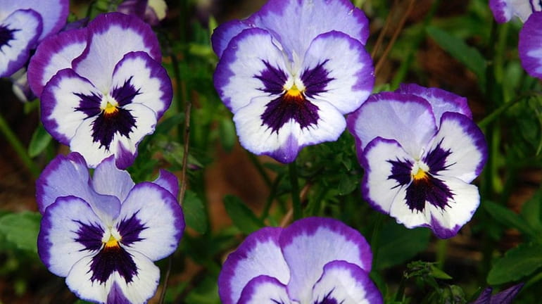 Replace annuals with pansies. They'll bloom all fall and return...