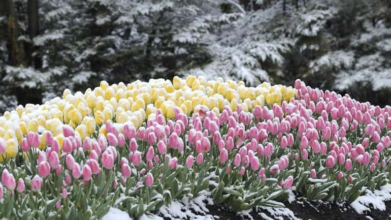 Blooming flowers are covered with freshly fallen snow at Hicks...