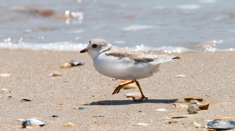 File photo of a piping plover near their nesting area.
