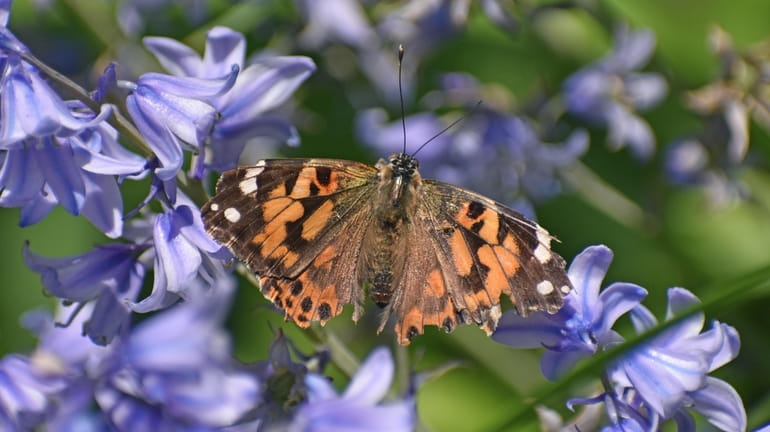 A painted lady butterfly, one of the residents of the...