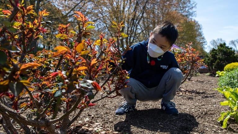 Jaren Wang, 8, from Queens, places a praying mantis egg...