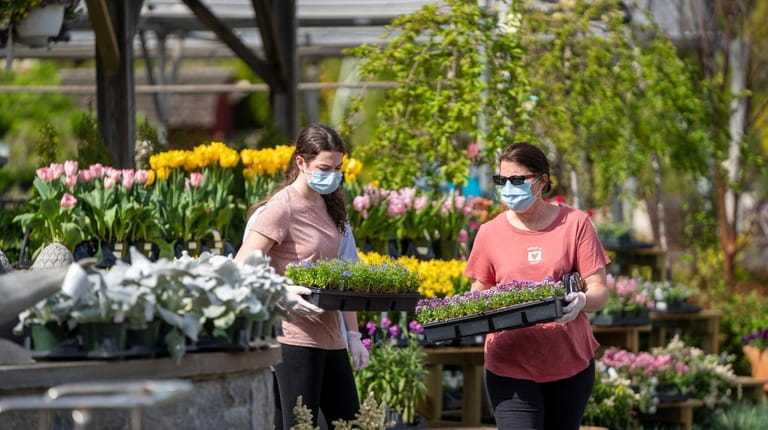 Shoppers plan their gardens at Main Street Nursery in Huntington.