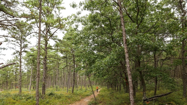 A section of forest that has been managed, left, and...
