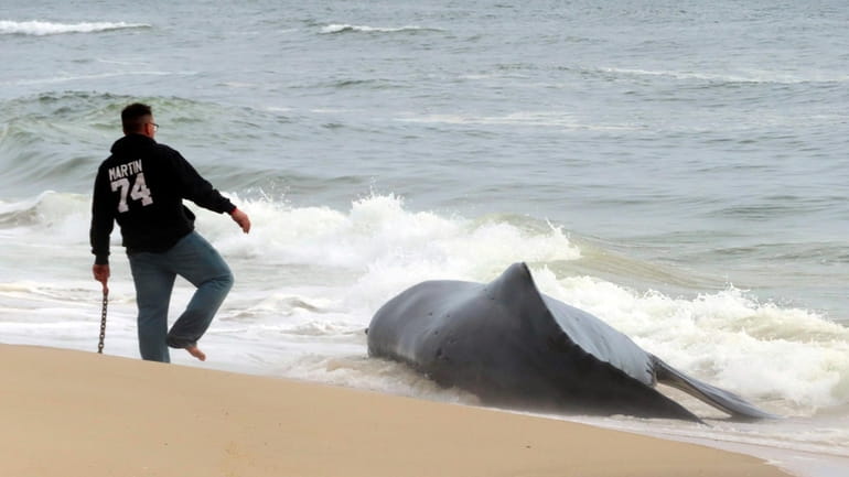 Workers consider how to remove a dead humpback whale that...