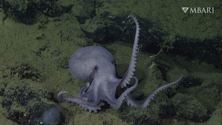 This 2019 image from video provided by MBARI shows a...