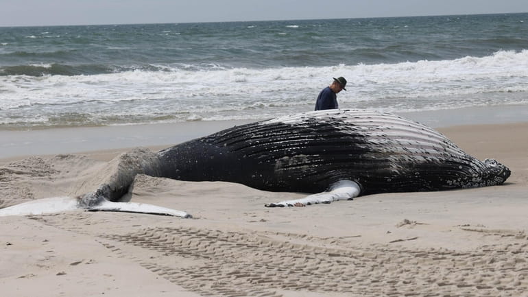 A beached whale washed ashore at Robert Moses State Park...