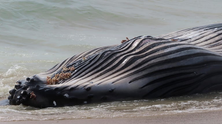 A dead humpback whale rolls in the surf in Long...