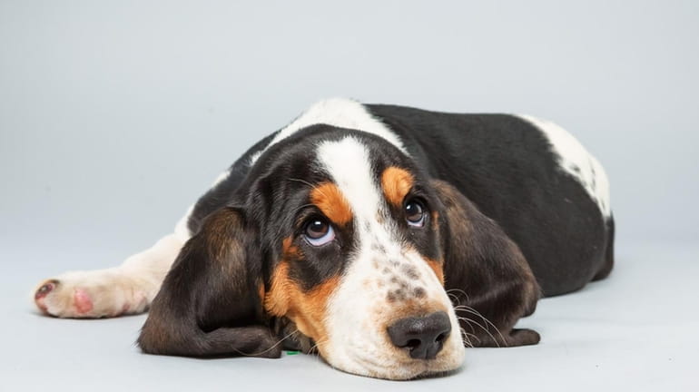 Lily, a basset hound who lives in Sayville, is in...