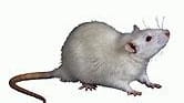 Tumors in rodents exposed to dim light seemed to develop...
